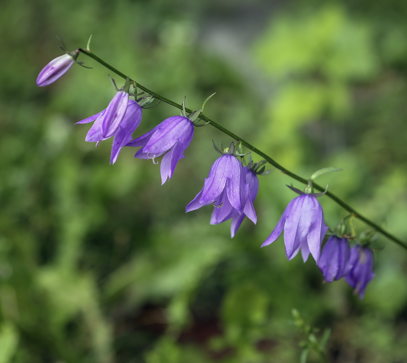 Изображение особи Campanula rapunculoides.