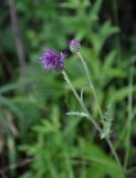 Cirsium maackii. Верхушка цветущего растения. Приморье, окр. г. Находка, гора Племянник, лиственный лес. 29.07.2021.