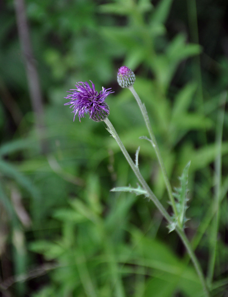 Изображение особи Cirsium maackii.