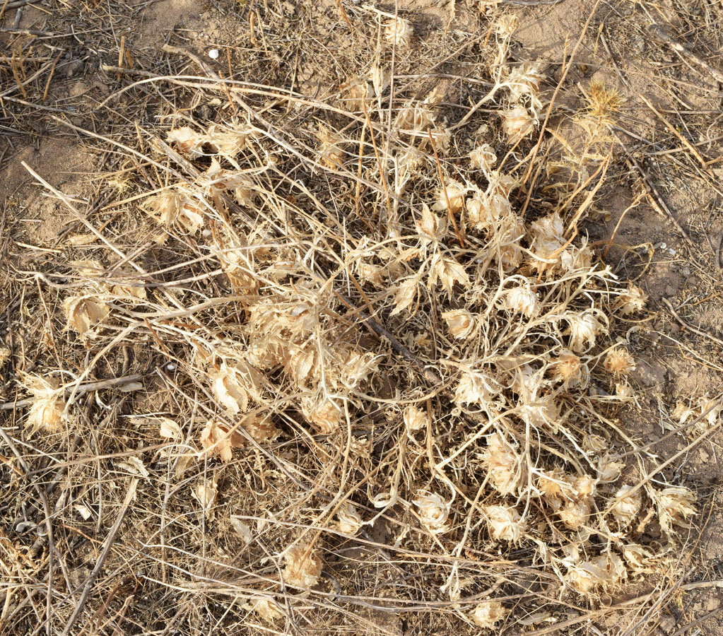 Изображение особи Centaurea benedicta.