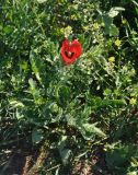 Glaucium corniculatum
