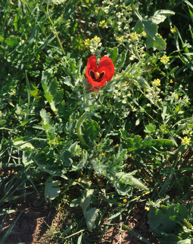 Изображение особи Glaucium corniculatum.