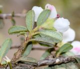 Cotoneaster microphyllus
