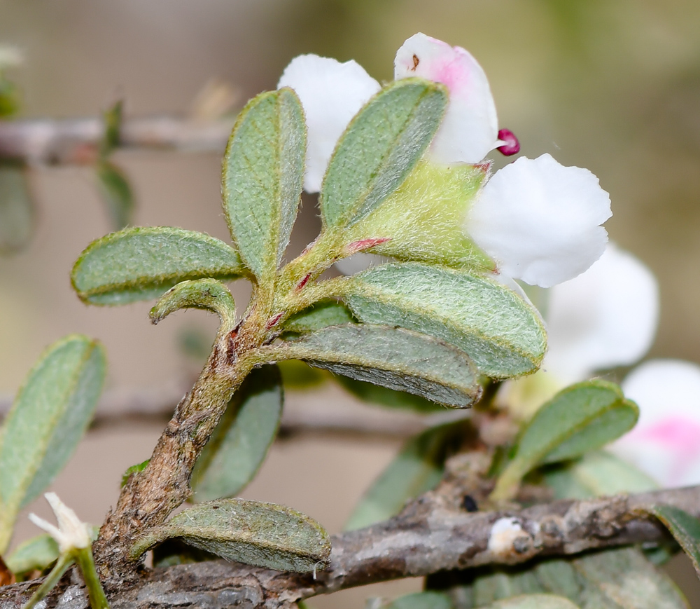 Image of Cotoneaster microphyllus specimen.