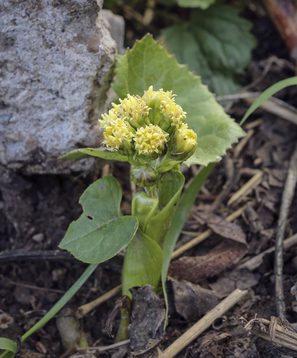 Image of Petasites radiatus specimen.