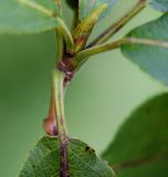 Populus suaveolens