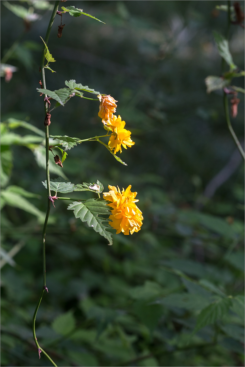 Image of Kerria japonica var. pleniflora specimen.