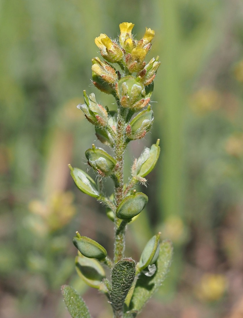 Image of Alyssum turkestanicum var. desertorum specimen.