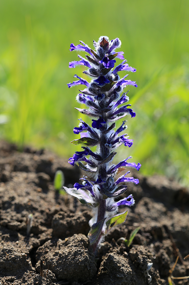 Image of Ajuga multiflora specimen.