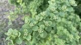 Spiraea nipponica