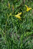 Hemerocallis minor. Верхушки цветущих растений. Красноярский край, Берёзовский р-н, национальный парк \"Красноярские Столбы\", долина руч. Лалетина, луговой склон. 05.06.2022.