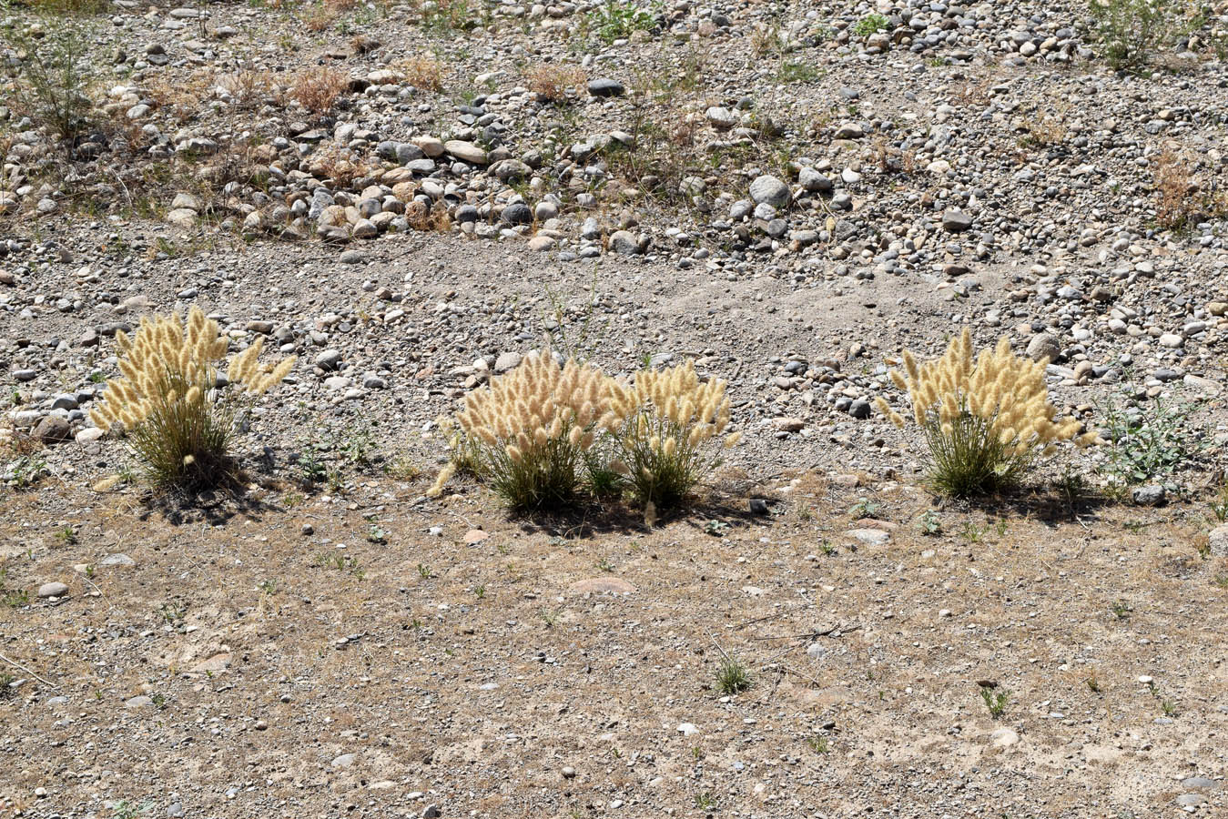 Image of Enneapogon persicus specimen.