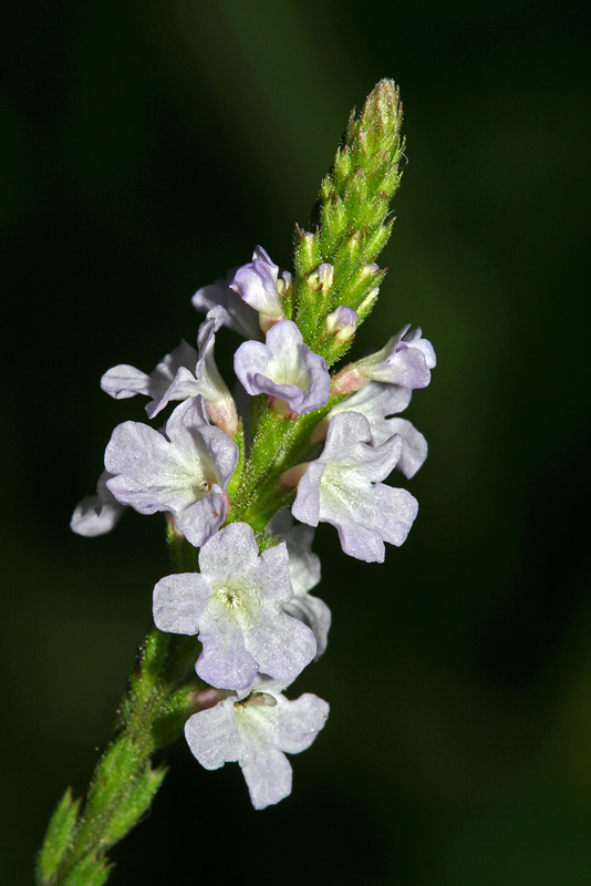 Изображение особи Verbena officinalis.