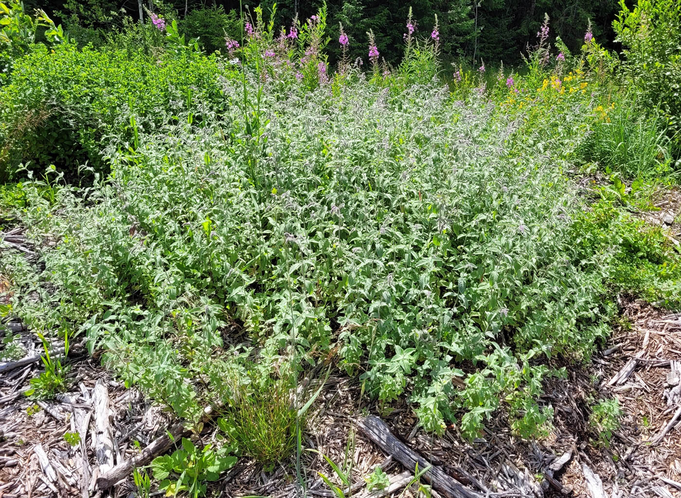 Изображение особи Mentha longifolia.