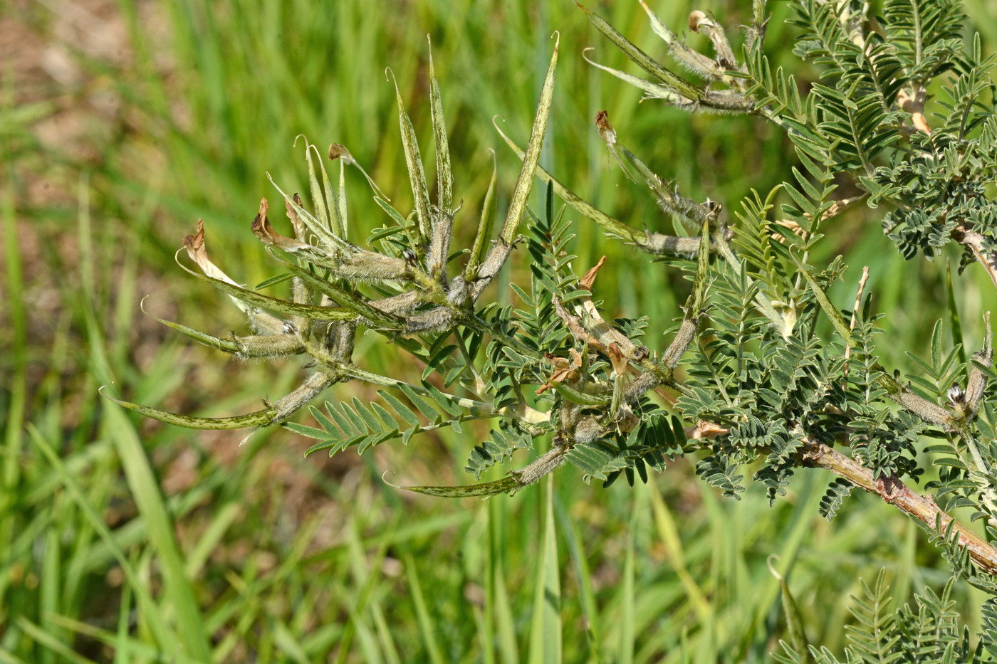 Изображение особи Astragalus neolipskyanus.