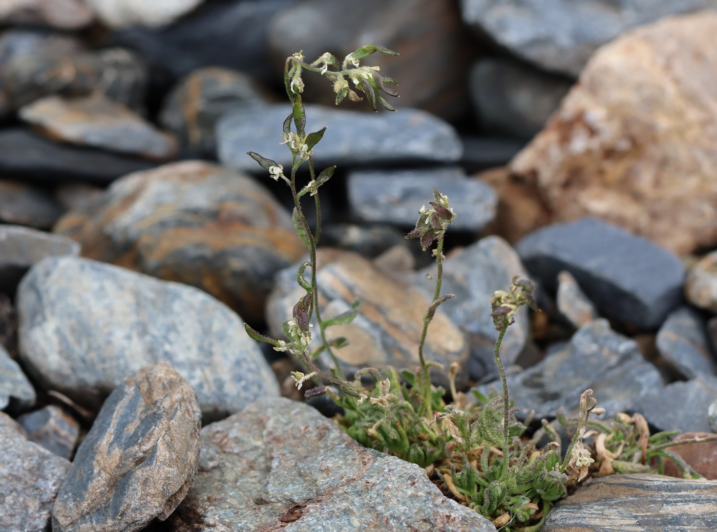 Image of Draba sapozhnikovii specimen.