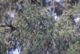 Picea spinulosa. Ветвь с шишками и микростробилами. Бутан, дзонгхаг Тхимпху, национальный парк \"Jigme Dorji\". 02.05.2019.