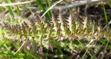 Pedicularis achilleifolia. Лист. Хакасия, берег Красноярского вдхр. в окр. пос. Абакано-Перевоз. 29.06.2010.