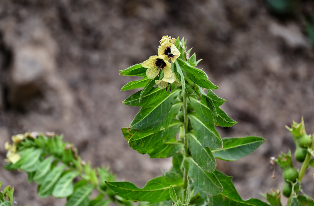 Изображение особи Hyoscyamus niger.