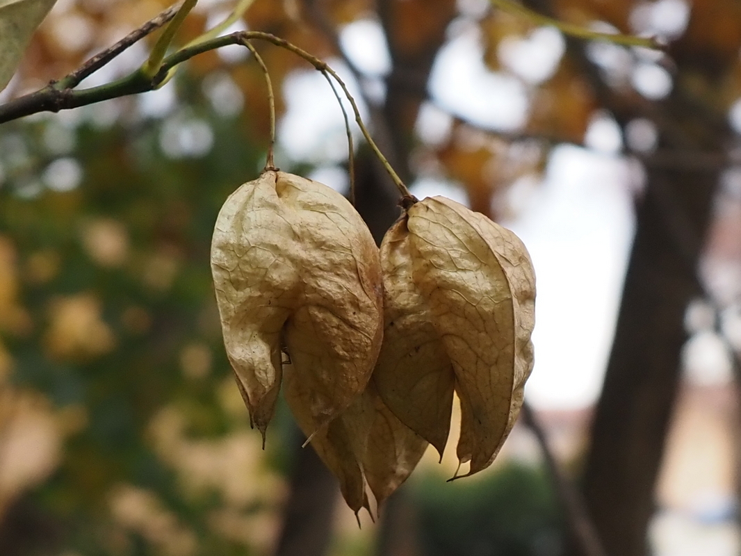 Image of Staphylea trifolia specimen.