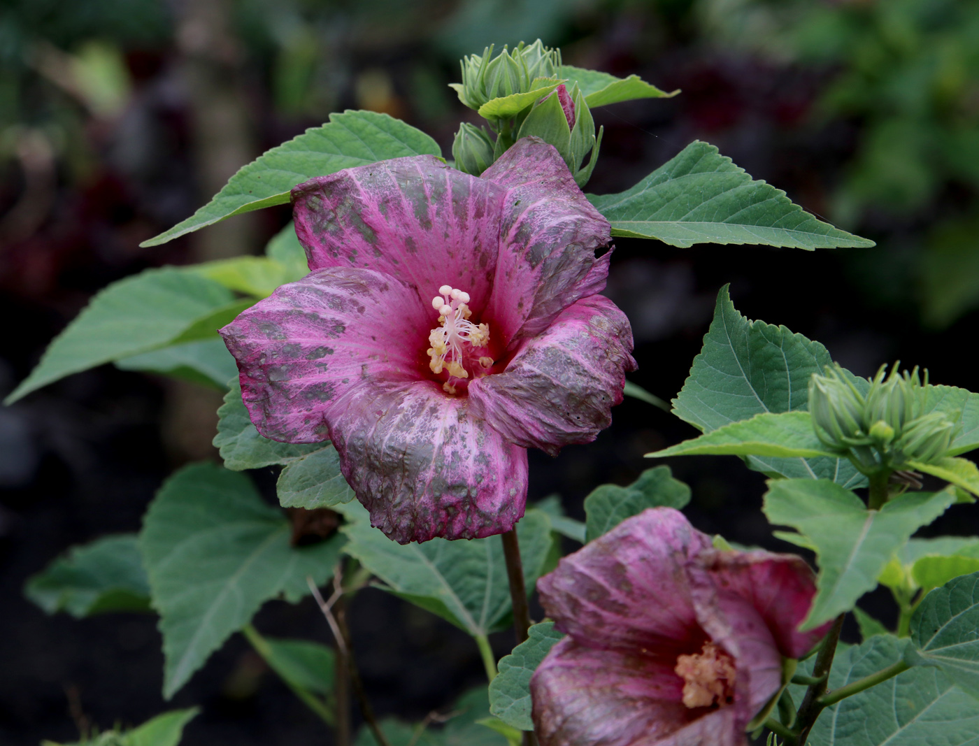 Изображение особи Hibiscus palustris.