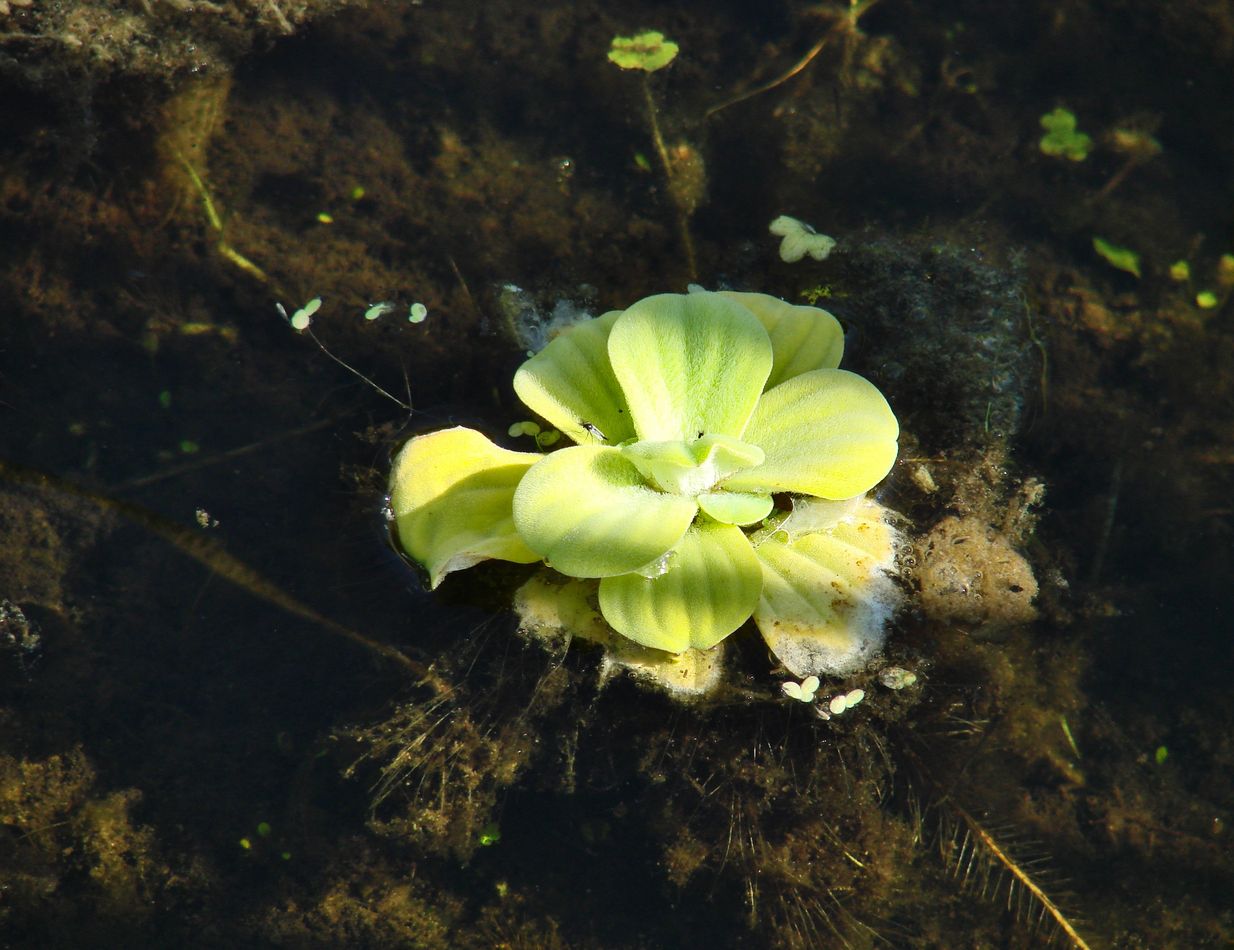 Изображение особи Pistia stratiotes.