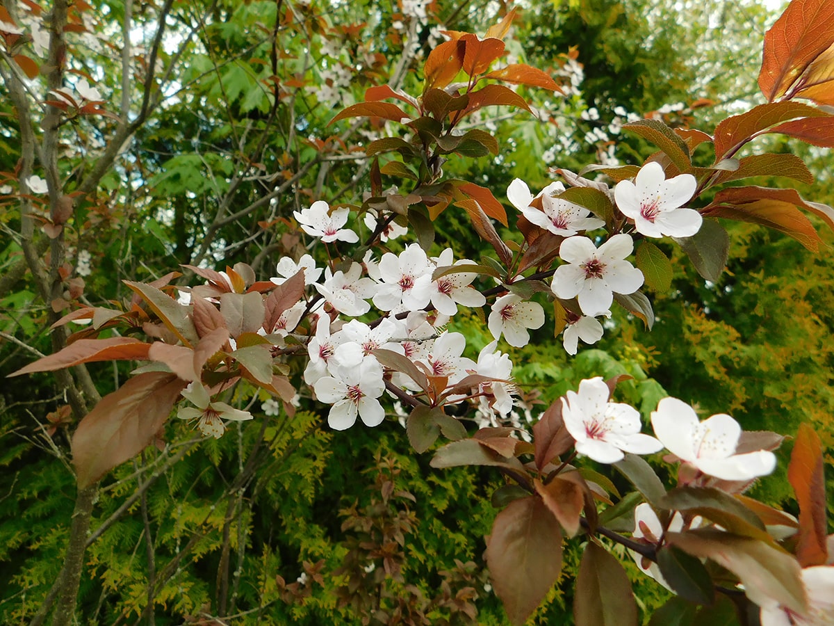 Изображение особи Prunus &times; cistena.