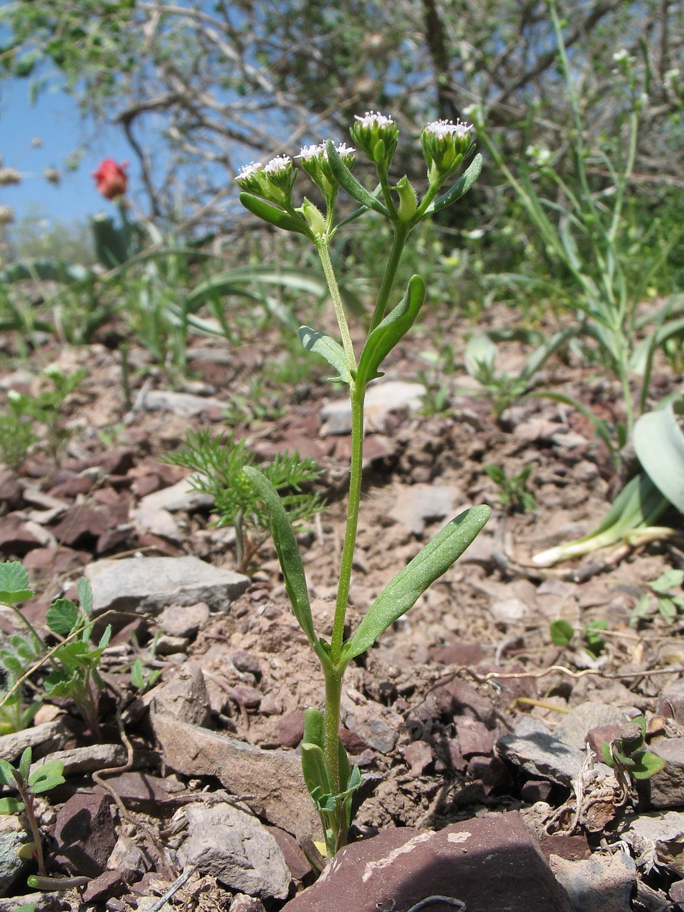 Изображение особи Valerianella szovitsiana.