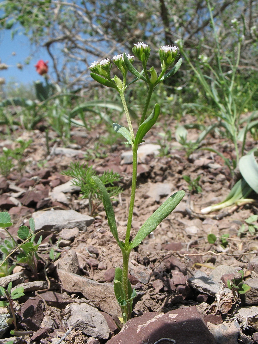 Image of Valerianella szovitsiana specimen.