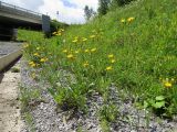 Picris hieracioides. Цветущие растения. Кемерово, на отсыпке щебня вдоль детской железной дороги. 22.07.2017.