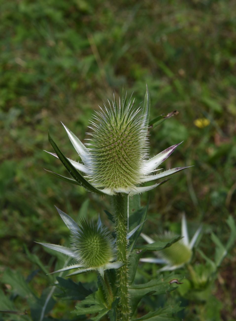 Изображение особи Dipsacus laciniatus.