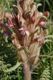 Pedicularis alatauica