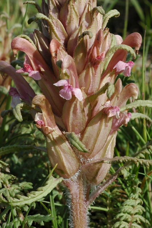 Image of Pedicularis alatauica specimen.