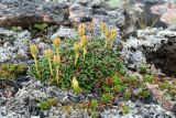 Diapensia lapponica