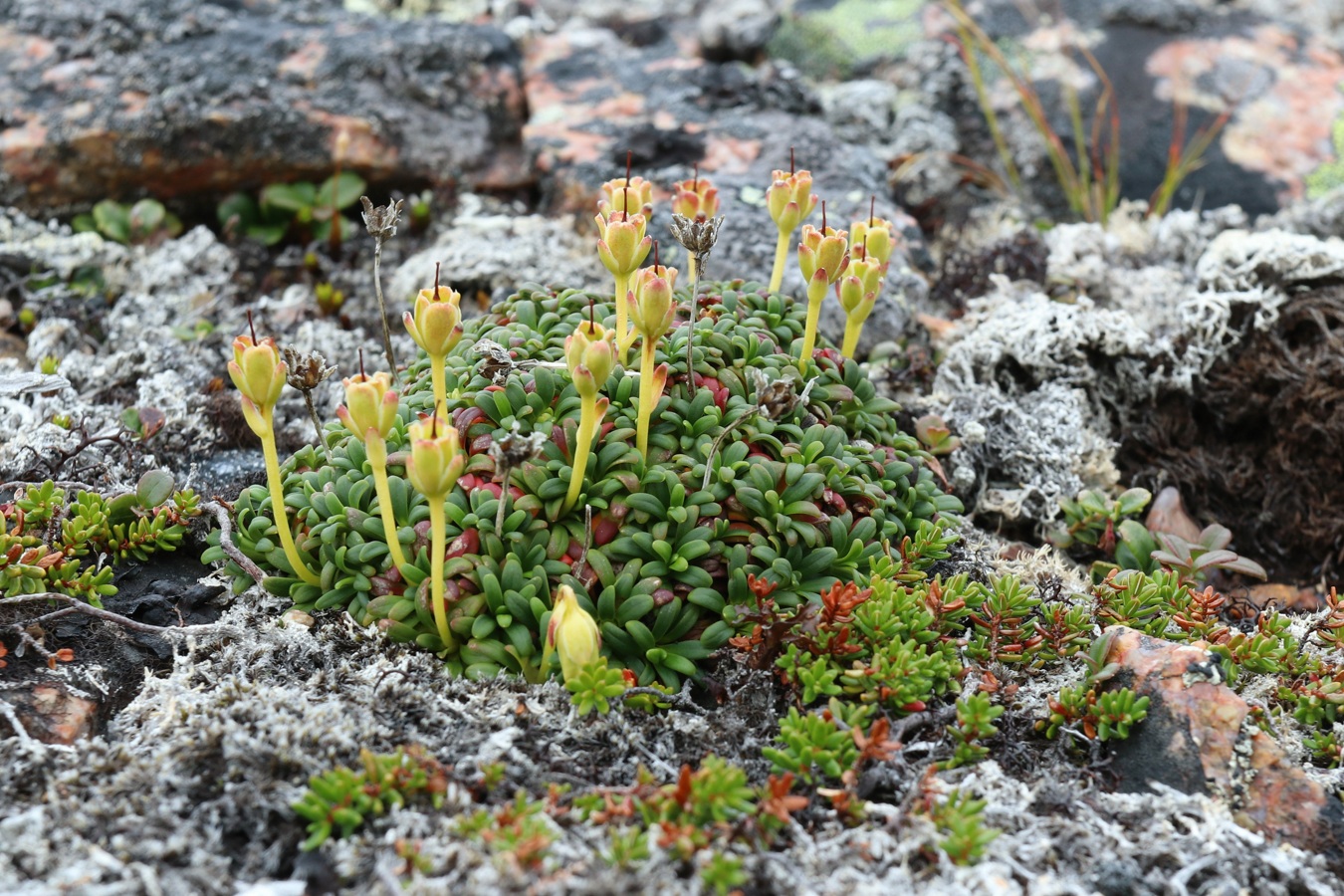 Image of Diapensia lapponica specimen.