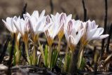 Crocus reticulatus