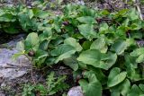 Arisarum simorrhinum