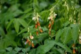 Lathyrus gmelinii