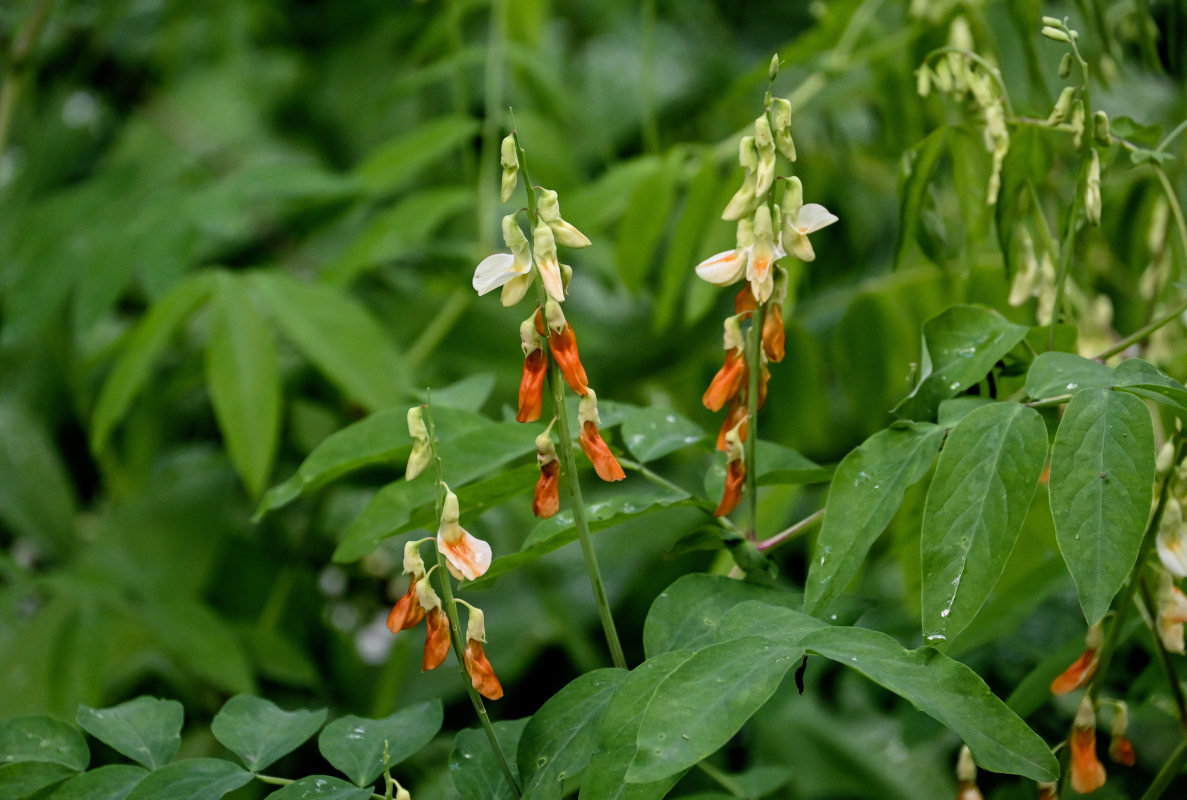 Image of Lathyrus gmelinii specimen.