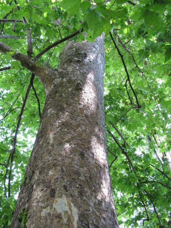 Изображение особи Platanus orientalis.