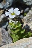 Cerastium undulatifolium. Цветущее растение. Республика Северная Осетия-Алания, Ирафский р-н, Большой Кавказ, верхняя часть долины р. Бартуидон, конечная морена ледника Бартуй, ≈ 2690 м н.у.м., между камней. 11.07.2021.