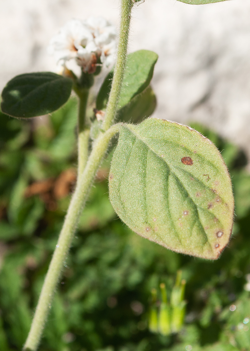 Изображение особи Heliotropium hirsutissimum.