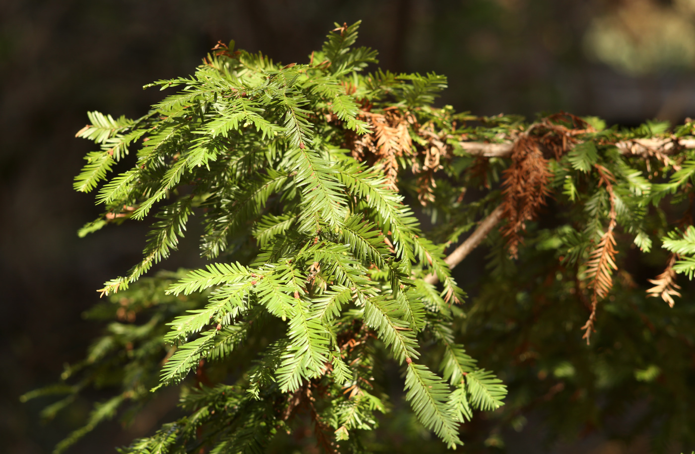 Image of Sequoia sempervirens specimen.