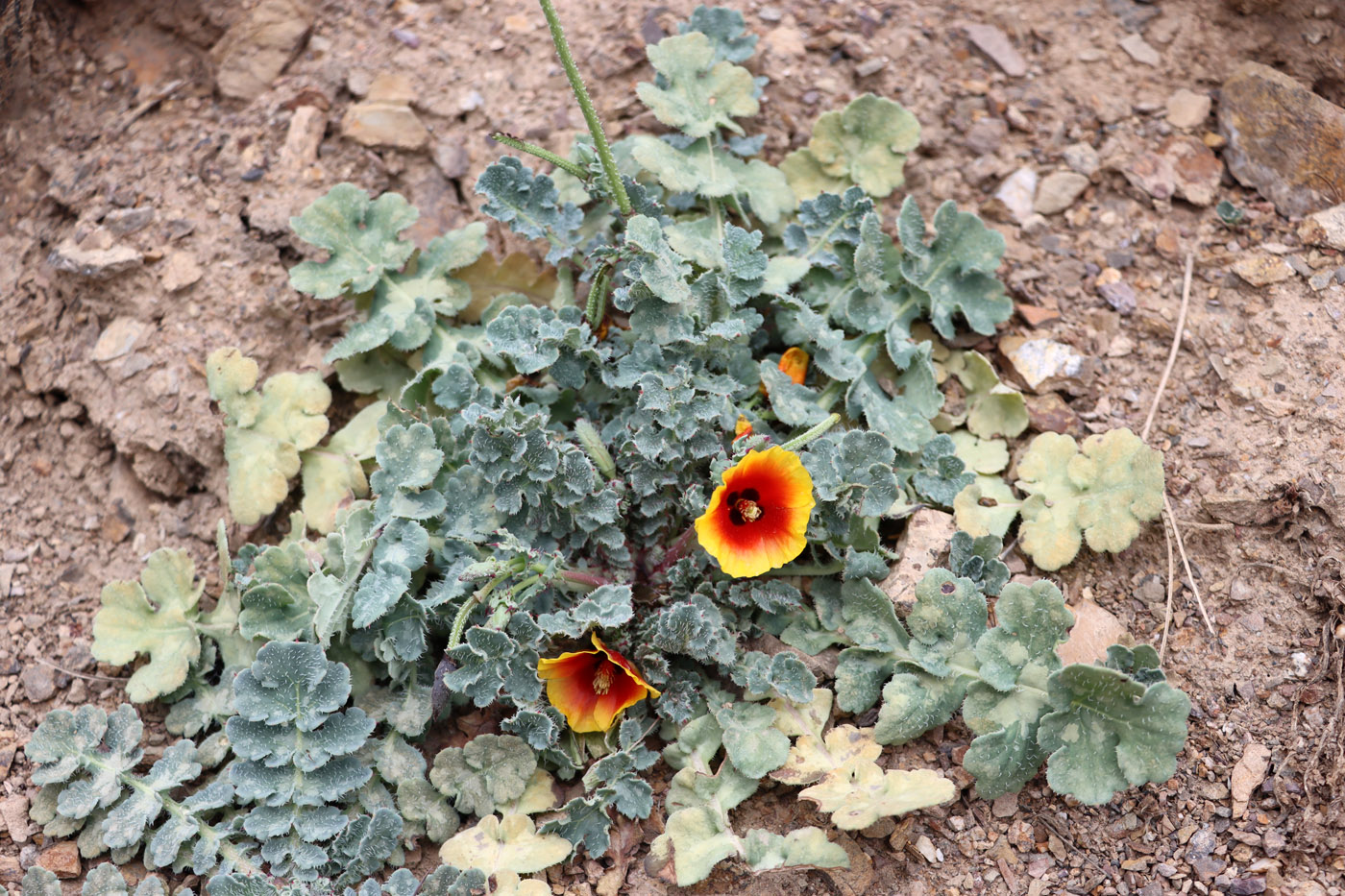 Image of Glaucium elegans specimen.