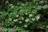 Hydrangea paniculata. Цветущее растение. Курильские о-ва, о-в Кунашир, берег оз. Лагунное, опушка широколиственного леса. 18.08.2022.