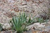 Eremurus spectabilis