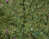 Cirsium ciliatum. Побеги в средней части расцветающего растения. Кабардино-Балкария, Эльбрусский р-н, окр. устья р. Бедык, луг на правом берегу. 25 июля 2022 г.