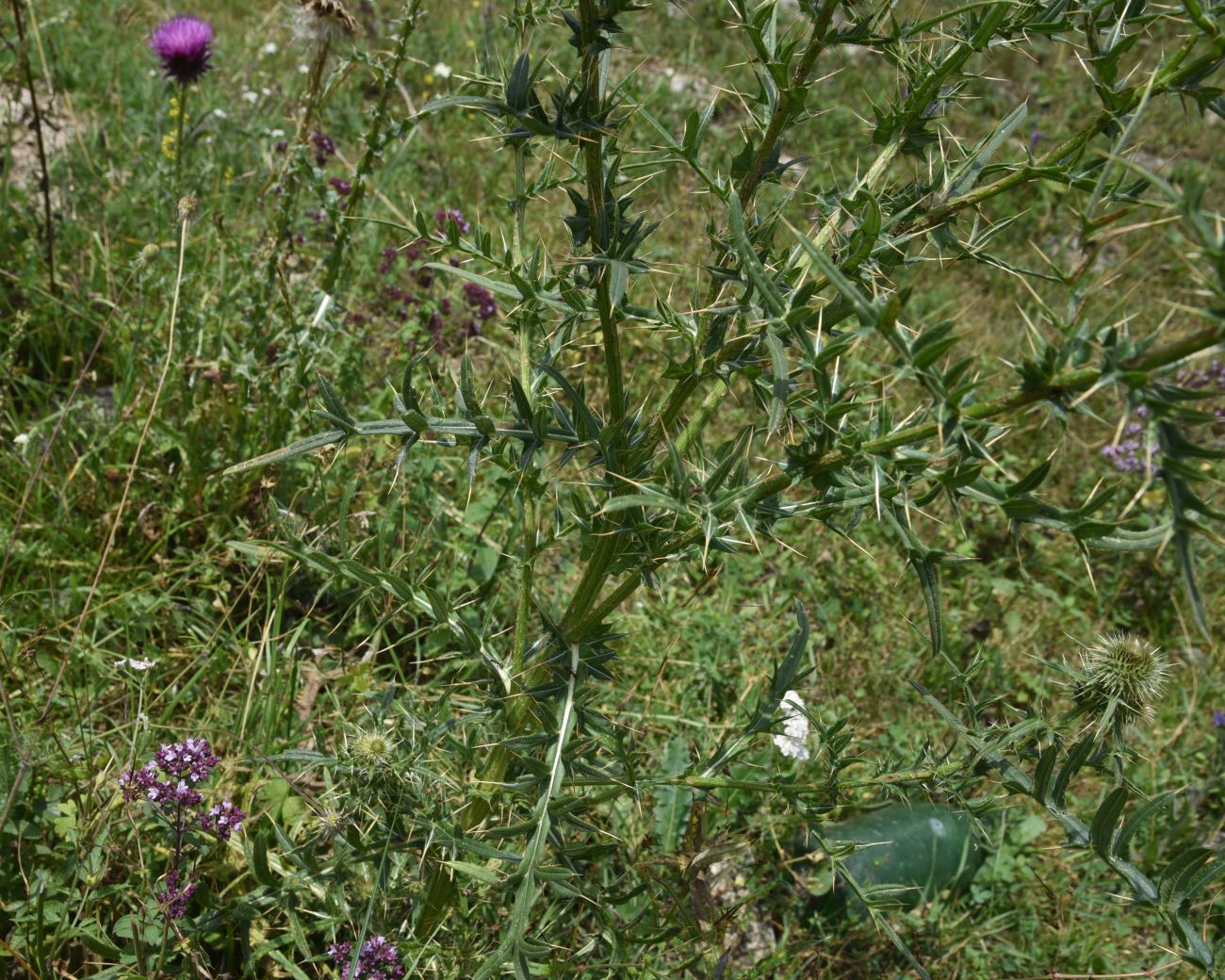 Изображение особи Cirsium ciliatum.