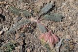 Astragalus leptophysus