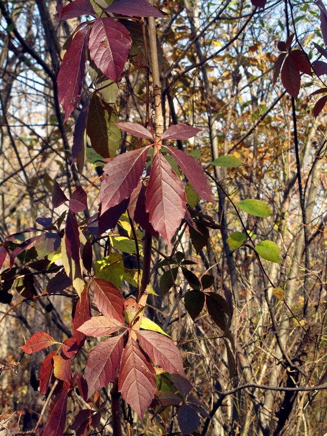 Изображение особи Parthenocissus quinquefolia.